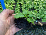 Primula Veris 'Cowslip' x 9 Pack - 3cm JUMBO Plug Plants For Sale