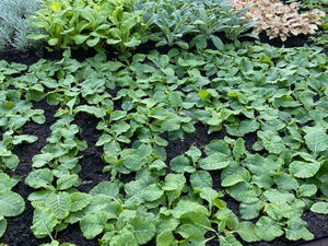 Primula Veris 'Cowslip' x 9 Pack - 3cm JUMBO Plug Plants For Sale