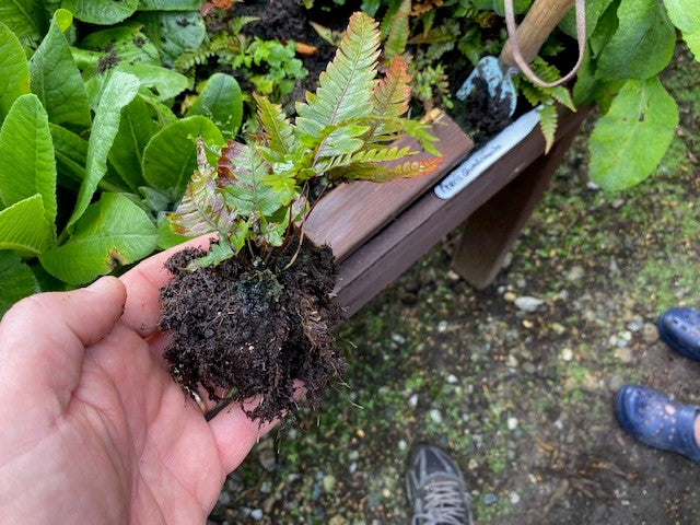 Pteris ‘Quadriaurita’ (Silver Brake Fern) x 3 Pack - 7cm Plants For Sale