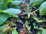 Pteris ‘Quadriaurita’ (Silver Brake Fern) x 3 Pack - 7cm Plants For Sale