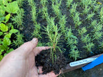 Rosemary 'Miss Jessopp’s Upright' x 12 Pack - 3cm Plug Plants For Sale