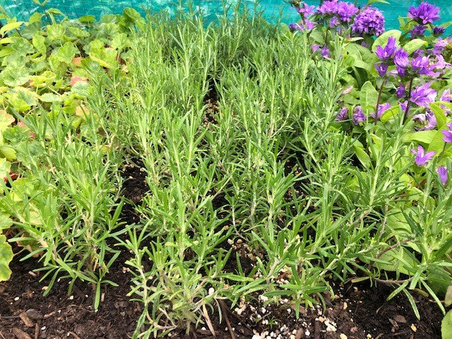 Rosemary 'officinalis' x 5 Pack - 5cm JUMBO Plug Plants For Sale