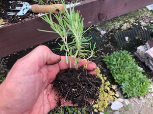 Rosemary 'officinalis' x 5 Pack - 5cm JUMBO Plug Plants For Sale