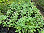 Sage 'Common Broad Leaf' x 5 Pack - 5cm JUMBO Plug Plants For Sale