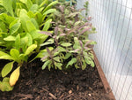 Sage 'Purple' x 3 Pack - 5/7cm JUMBO Plug Plants For Sale