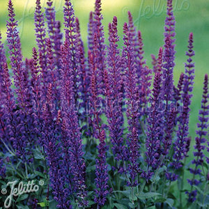 Salvia 'Violet Queen' x 3 Pack - 5/7cm JUMBO Plug Plants For Sale