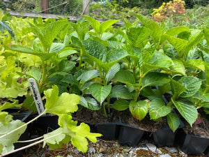 Hydrangea 'Bouquet Rose' x 3 Pack - 7 Plants For Sale