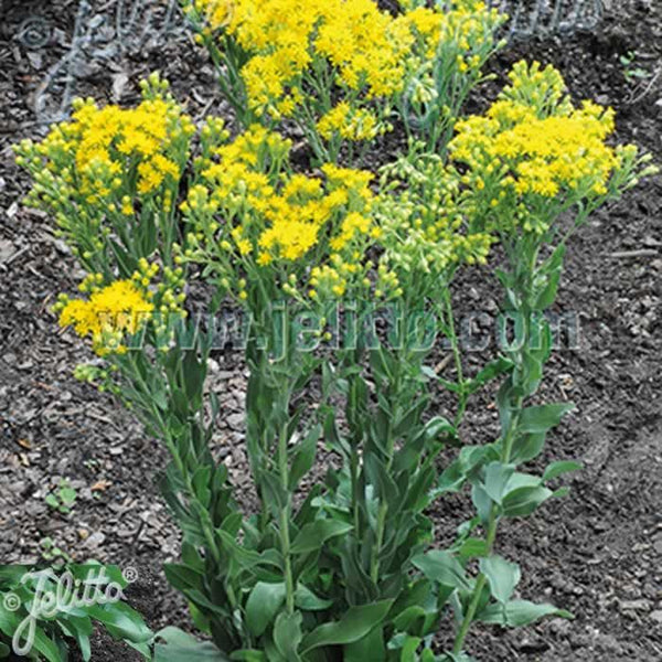 Solidago Golden Rockets SOLIDAGO 'Golden Rockets' Plants For Sale Jumbo Plug – Dartana Plants