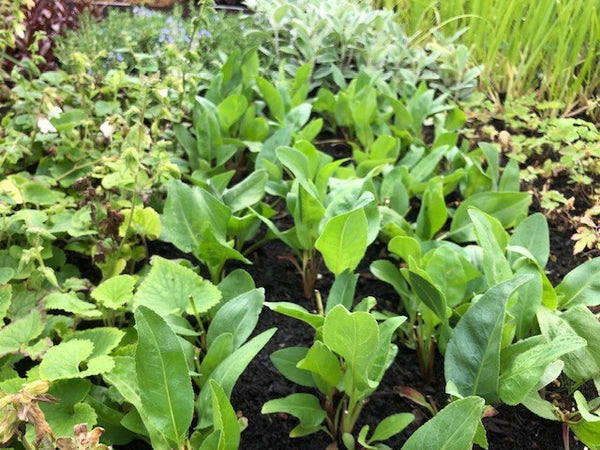 Solidago Golden Rockets SOLIDAGO 'Golden Rockets' Plants For Sale Jumbo Plug – Dartana Plants