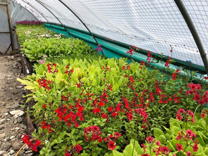 Geranium 'Westray' x 3 Pack - 7cm JUMBO Plug Plants For Sale