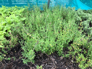 Thyme 'Common' x 5 Pack - 5cm Plug Plants For Sale