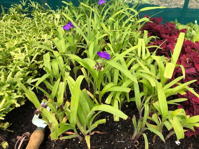 TRADESCANTIA 'Blue' x 3 Pack - 5/7cm JUMBO Plug Plants For Sale