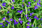 TRADESCANTIA 'Blue' x 3 Pack - 5/7cm JUMBO Plug Plants For Sale