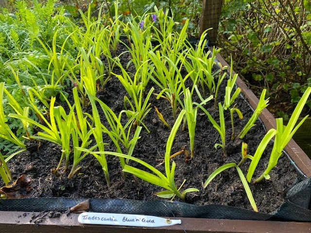 TRADESCANTIA 'Blue 'n' Gold' x 3 Pack - 7cm Plug Plants For Sale