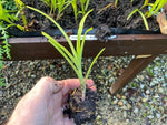 TRADESCANTIA 'Blue 'n' Gold' x 3 Pack - 7cm Plug Plants For Sale