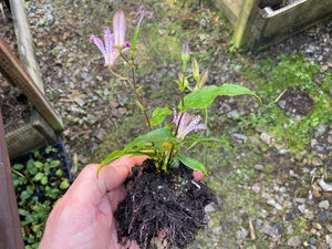 Tricyrtis 'Empress' x 3 Pack - 7cm Plants For Sale