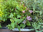 Tricyrtis 'Empress' x 3 Pack - 7cm Plants For Sale