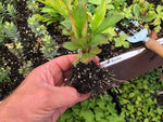 Weigela 'Rumba' x 5 Pack - 5cm Plants For Sale