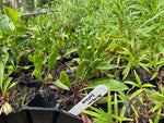 Penstemon 'Züriblau' x 5 Pack - 5/7cm JUMBO Plug Plants For Sale