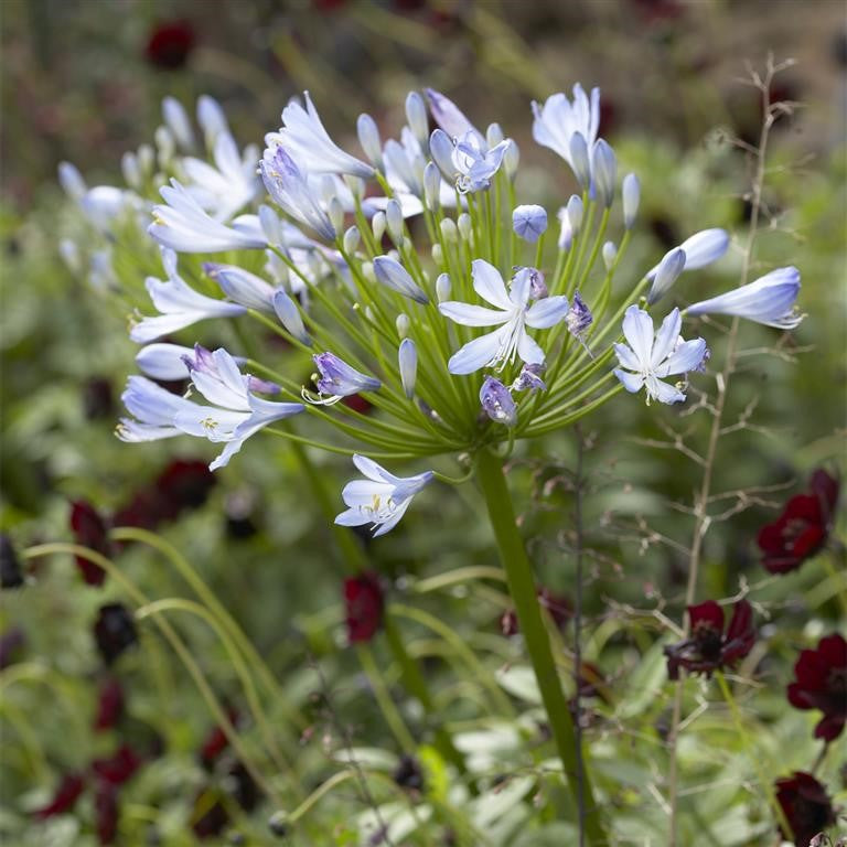 Agapanthus africanus ‘Big Blue’ — A Bold, Reliable Summer Showstopper