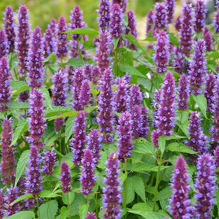 🌿 Growing Agastache ‘Beelicious Pink’ & ‘Beelicious Purple’ in the UK: The Complete Guide