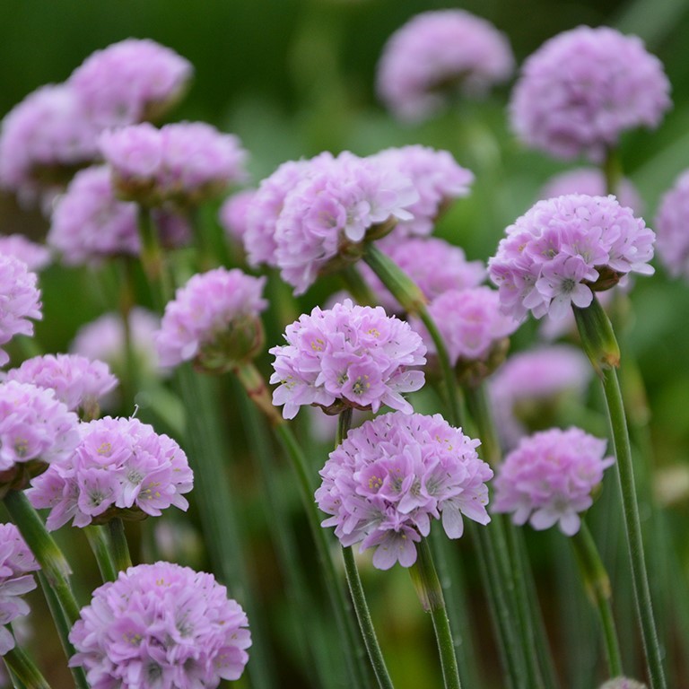 Armeria Plug Plants: Hardy, Long‑Flowering Sea Thrift for Every Garden