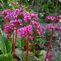 Bergenia: The Evergreen Powerhouse for UK Gardens (2026 Guide)