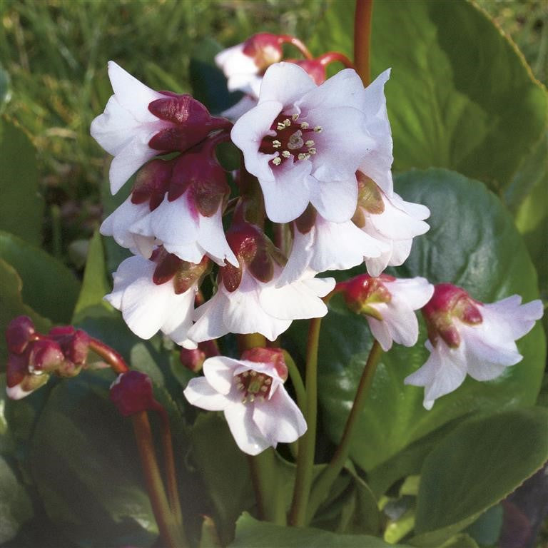 Bergenia ‘Harzkristall’ – How to Grow This Hardy, Evergreen Favourite