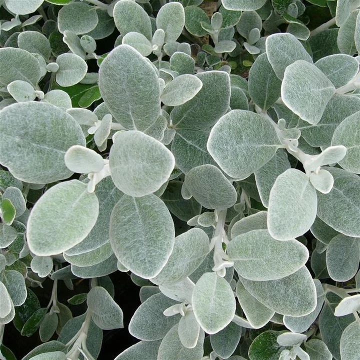 Brachyglottis Plug Plants for UK Gardens | Hardy Evergreen Shrubs