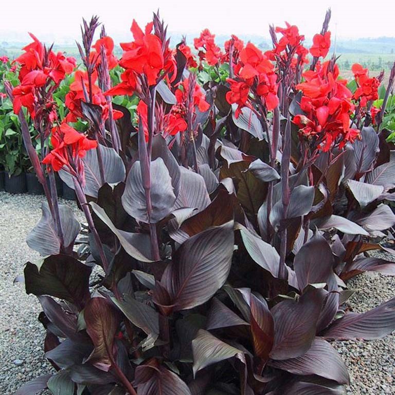Canna Plug Plants – Bold Foliage and Exotic Colour for UK Gardens