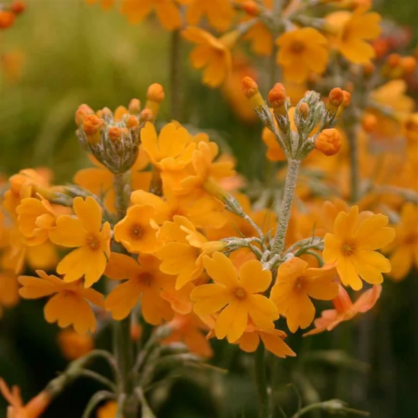 Primula chungensis | Pink Candelabra Primula for Shade Gardens