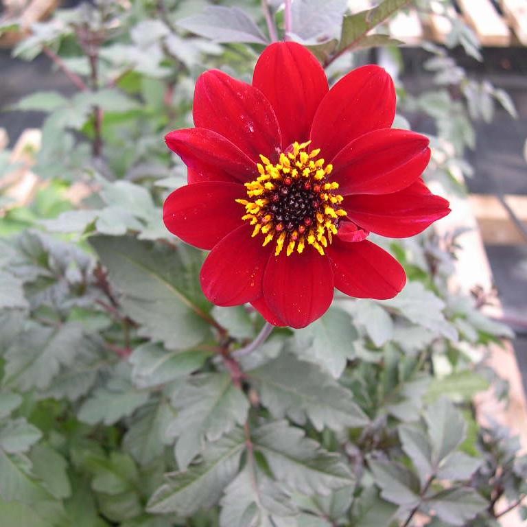 Dahlia ‘Bishop of Auckland’ – How to Grow This Stunning Dark‑Leaved Dahlia