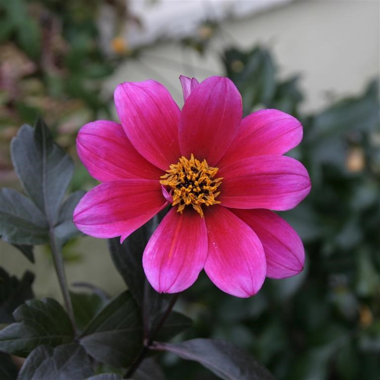 The Beauty of the Dahlia ‘Bishop of Canterbury’
