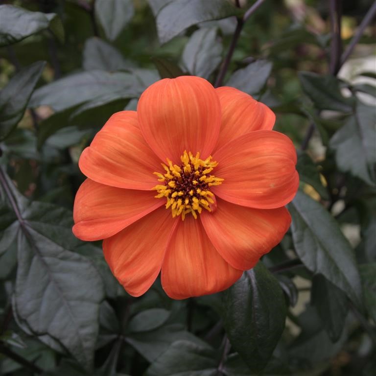 🌿 Growing Dahlia ‘Bishop of Oxford’ in the UK: Complete Guide