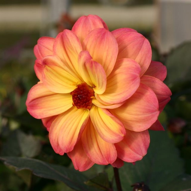 Dahlia Mystic ‘Fantasy’ – How to Grow Guide