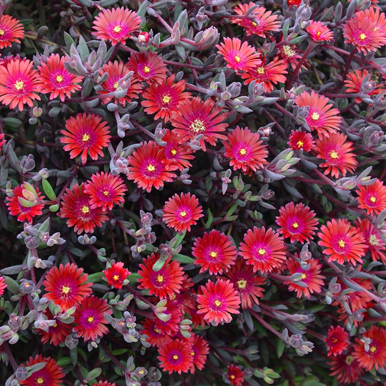 Delosperma Care Guide: Frost‑Hardy Succulents for Year‑Round Colour