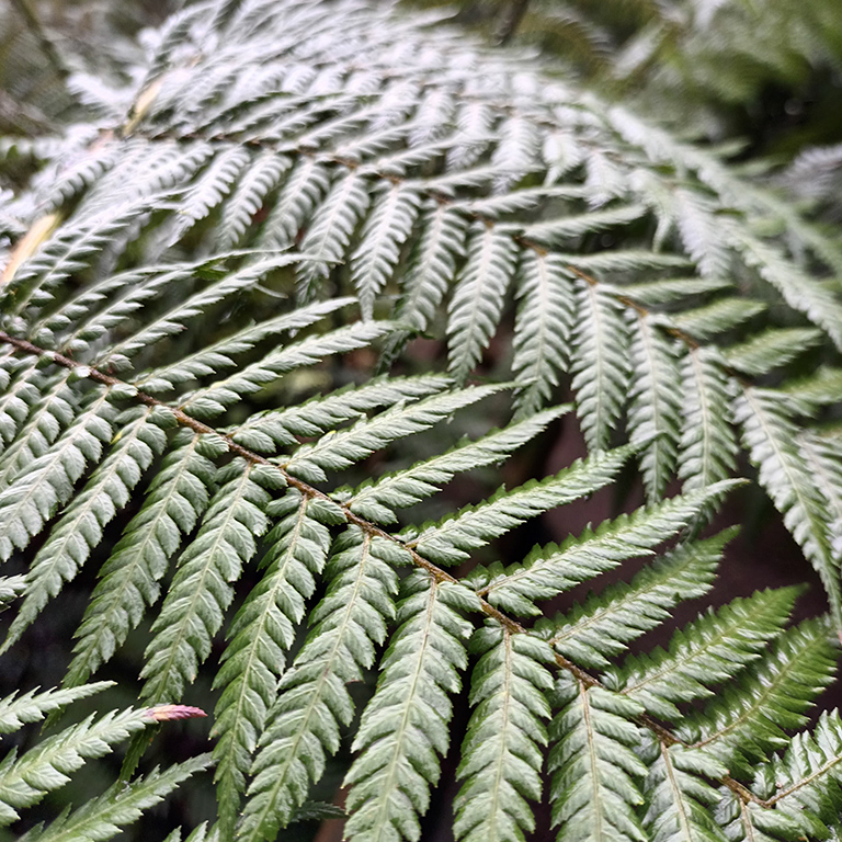 Dryopteris & Hardy Ferns: The Ultimate Guide to Growing Lush, Architectural Fern Displays