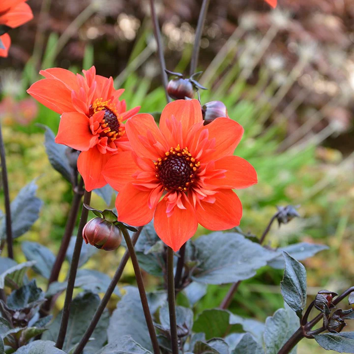 Dahlia Mystic ‘Flare Time’ – Dark Foliage Dahlia for Summer Borders