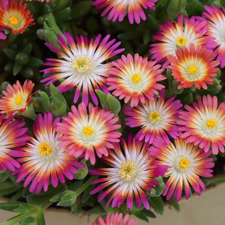 Delosperma Plug Plants: Easy Ice Plant Groundcover for Sun & Dry Spots