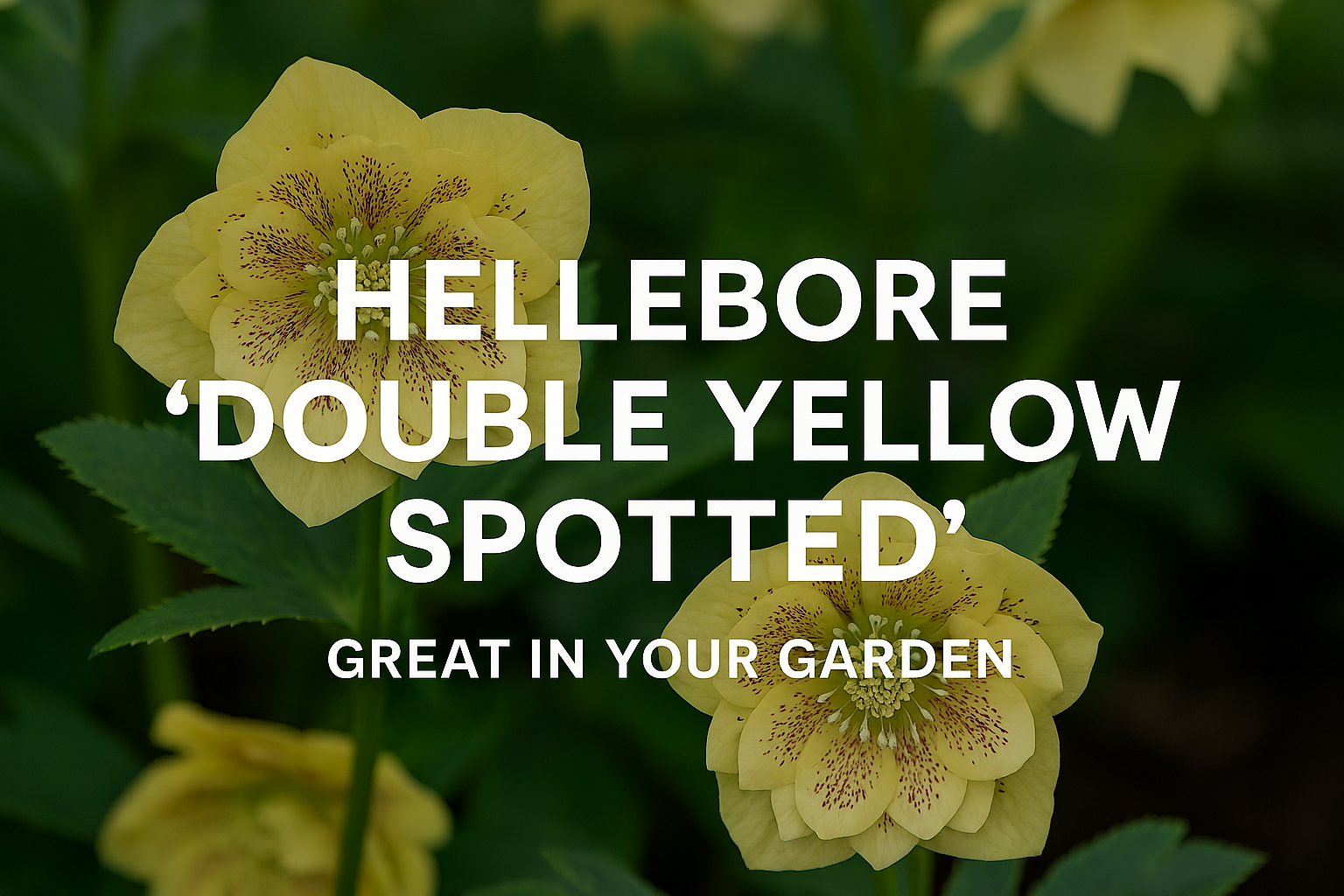 Hellebore ‘Double Yellow Spotted’: Great in Your Garden