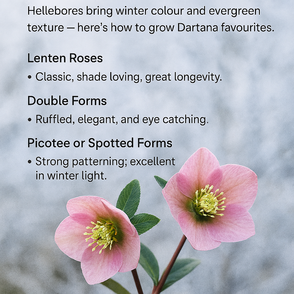 Hellebore Varieties Explained — Full UK Growing Guide