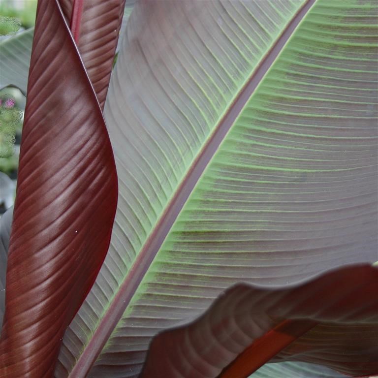 Ensete ventricosum ‘Maurelii’: The Ultimate UK Growing & Overwintering Guide