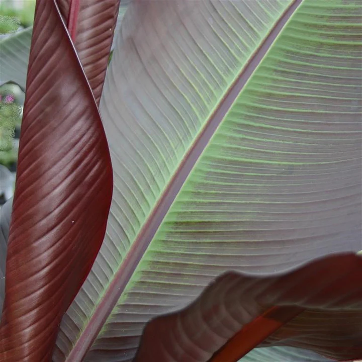 Ensete Plug Plants – Growing Hardy & Exotic Banana Plants in UK Gardens