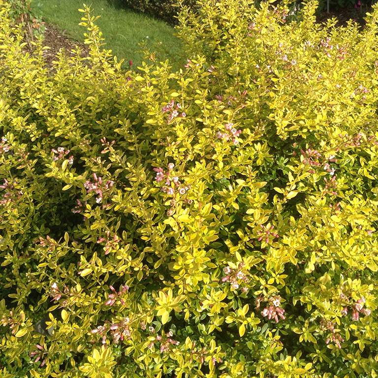 Escallonia Plug Plants – Evergreen Colour for UK Gardens