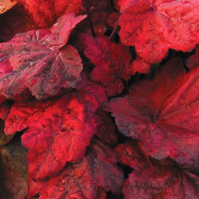 Heuchera ‘Autumn Leaves’ – Bring Year-Round Colour to Shady Spaces