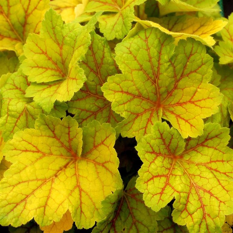 Heuchera ‘Electra’ Growing Guide (UK): Gold Foliage with Electric Red Veins