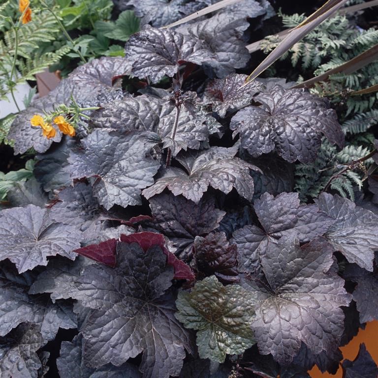 Heuchera micrantha ‘Palace Purple’ Growing Guide (UK): The Classic Dark Foliage Perennial