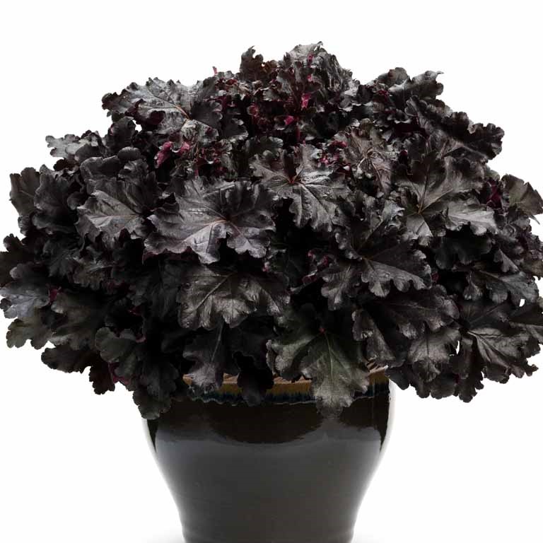 Heuchera Primo ‘Black Pearl’ — A Bold, Dramatic Foliage Plant for Shaded Gardens