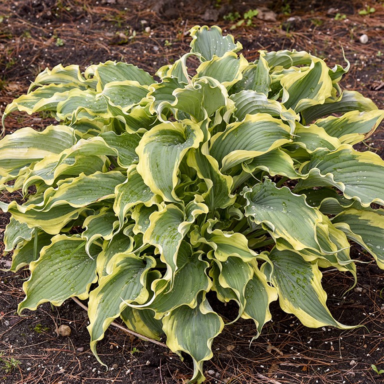 Hosta Shadowland 'Voices in the Wind' — Growing Guide
