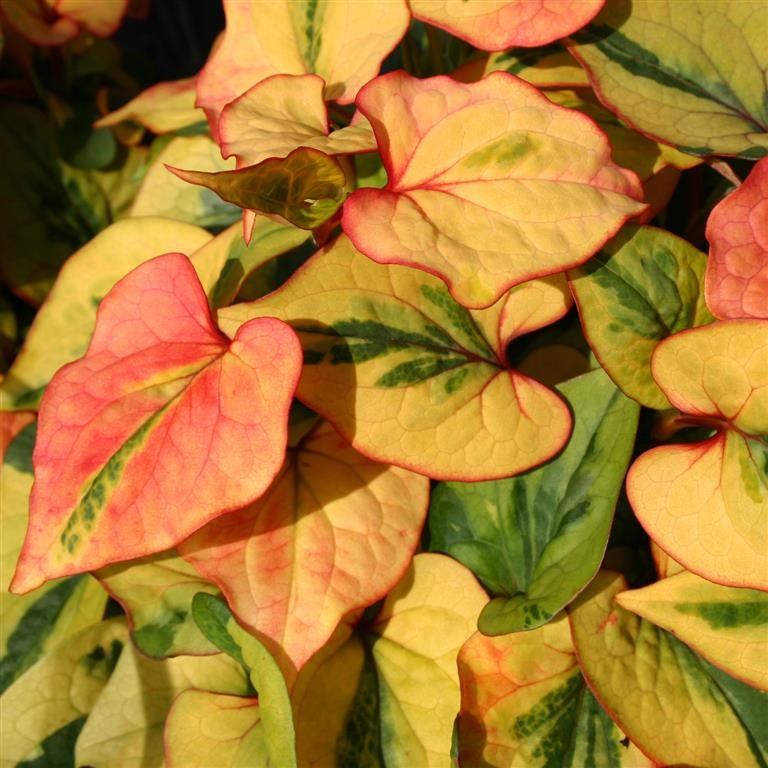 🌿 Houttuynia Plug Plants – Colourful Ground Cover for Damp & Shaded Gardens